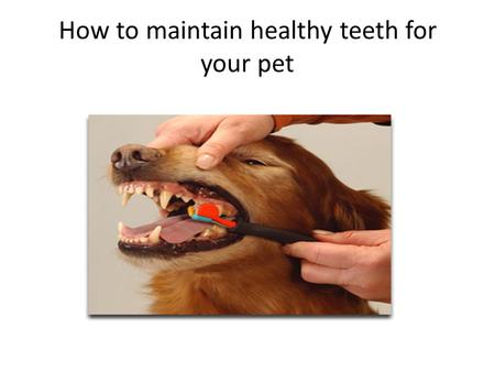 How to maintain healthy teeth for your pet. What should you do as an owner? Provide excellent home dental care Visit your veterinary for an annual complete.