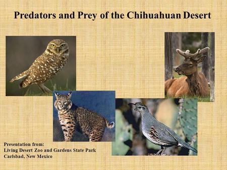 Predators and Prey of the Chihuahuan Desert