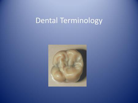 Dental Terminology These are terms that you will hear everyday in your dental career. I am giving you some definitions so that you can be familiar when.
