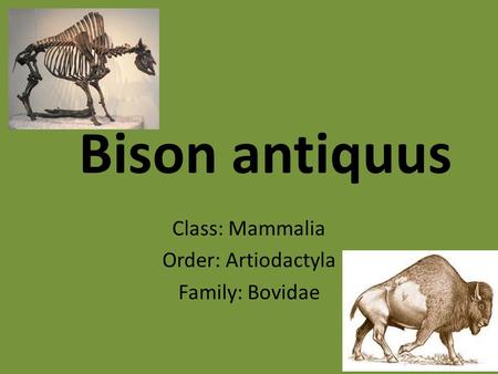 Class: Mammalia Order: Artiodactyla Family: Bovidae