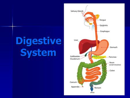 Digestive System http://commons.wikimedia.org/wiki/File:Digestive_system_simplified.svg.