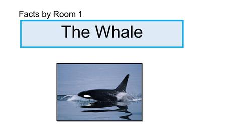 The Whale Facts by Room 1. Whales have humungous blow holes. Some eat sharks. Whales are the biggest animal on earth. Some dont have teeth. Some whales.