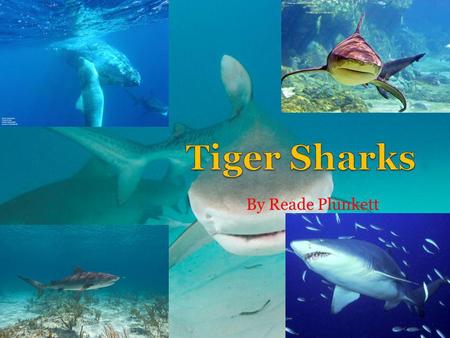 Tiger Sharks By Reade Plunkett.