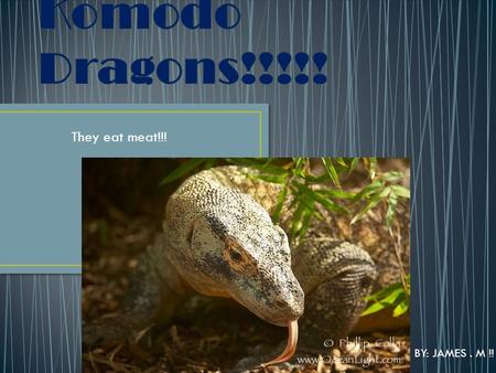 Komodo Dragons!!!!! They eat meat!!! BY: JAMES . M !!