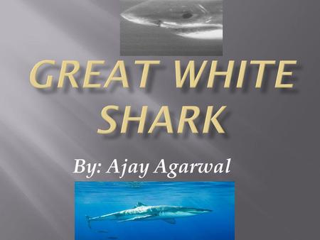 By: Ajay Agarwal Weight: 5000 to 7000 pounds Length: up to 25 feet Colors: gray and white Skin: rough skin/teeth in skin It has very good ears 5 fins.