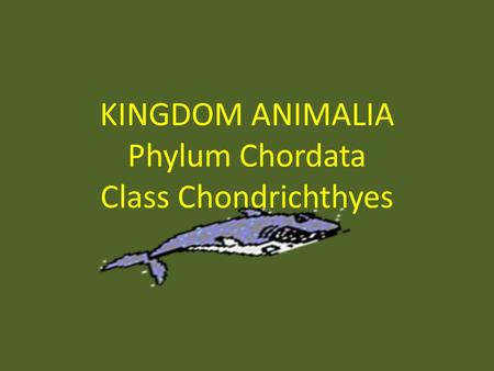 KINGDOM ANIMALIA Phylum Chordata Class Chondrichthyes