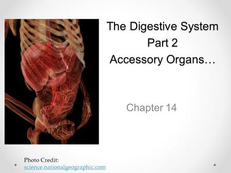The Digestive System Part 2 Accessory Organs…