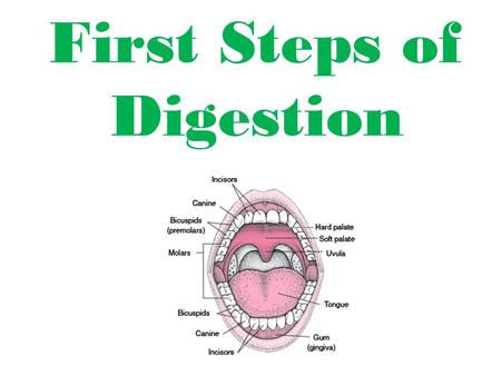 First Steps of Digestion. v How Important Are Teeth? Teeth provide surface for mechanical digestion. Molarsgrinding Incisorbiting Caninepiercing Bicuspidgrinding.