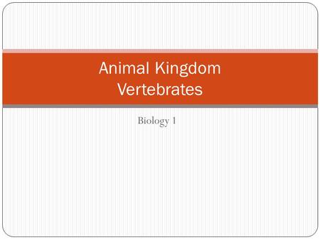 Animal Kingdom Vertebrates