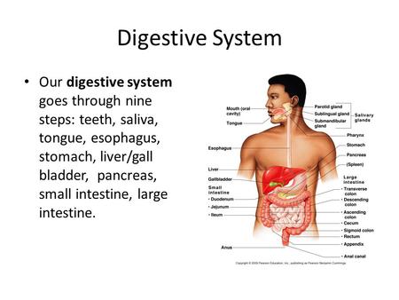 Digestive System Our digestive system goes through nine steps: teeth, saliva, tongue, esophagus, stomach, liver/gall bladder, pancreas, small intestine,
