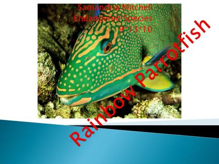 Samandria Mitchell Endangered Species 9*13*10 Rainbow Parrotfish Scientific Name: Scarus guacamaia Category: Parrotfishes Size: 1.5 to 5 ft. (45 to 150.