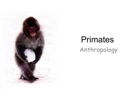 Primates Anthropology.