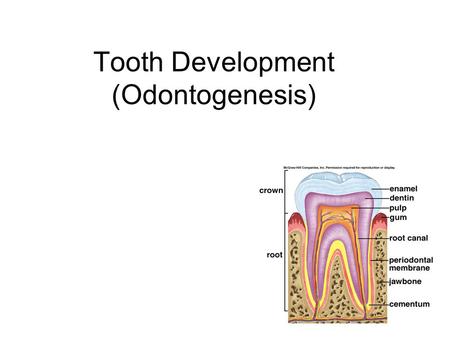 Tooth Development (Odontogenesis)