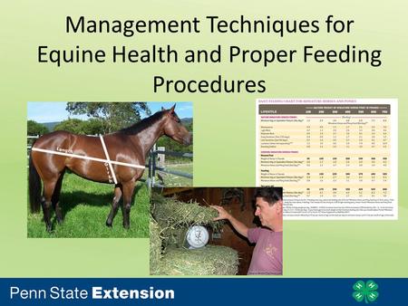 Management Techniques for Equine Health and Proper Feeding Procedures.