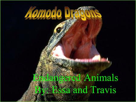 Endangered Animals By: Essa and Travis. Komodo Dragons get to about 10 feet tall Komodo Dragons span goes to about 30 to 45 years old Komodo Dragons.