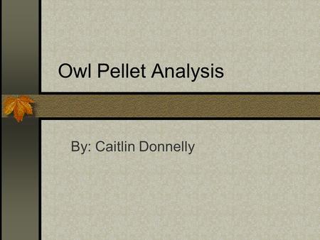 Owl Pellet Analysis By: Caitlin Donnelly. Food Web This is the Food Web of the Northwestern Washington Barn Owl. It shows what owls eat, and what those.
