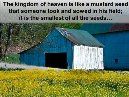 The kingdom of heaven is like a mustard seed that someone took and sowed in his field; it is the smallest of all the seeds… The kingdom of heaven is like.