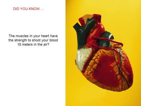 DID YOU KNOW ... The muscles in your heart have the strength to shoot your blood 10 meters in the air?