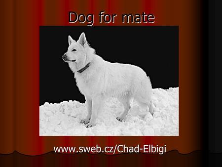 Dog for mate www.sweb.cz/Chad-Elbigi. Chad Elbigi White Swiss Shepherd.