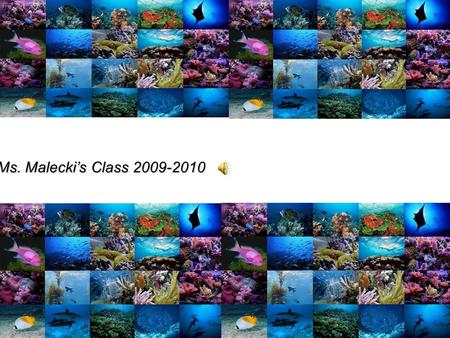 OCEANLIFE A Powerpoint Presentation by Ms. Maleckis Class 2009-2010.