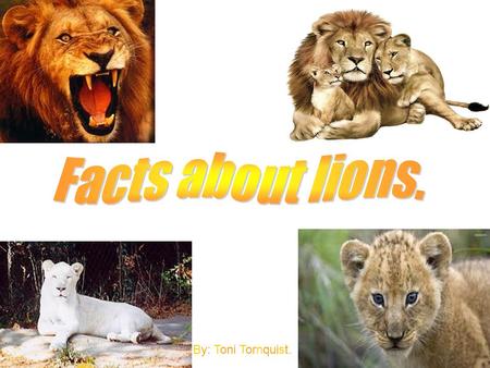 By: Toni Tornquist.. Lions live in cool climates as well as in places with hot heat: like the woodlands, grassy plains, and in areas with thorny scrub.
