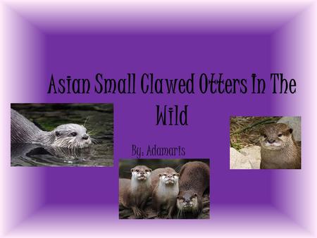 Asian Small Clawed Otters In The Wild By: Adamaris.