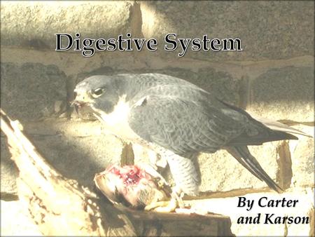 By Carter and Karson Falcons are birds of prey ~ they eat live food. They mostly eat birds, but will eat rabbit, rat, and other rodents.