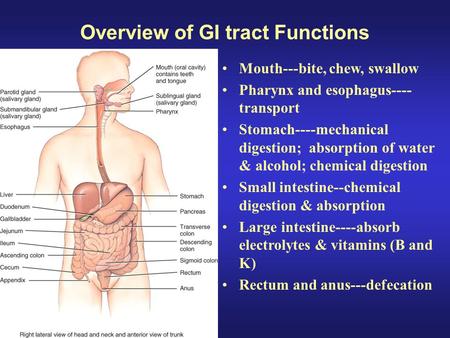 Overview of GI tract Functions