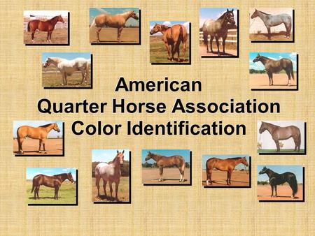 American Quarter Horse Association Color Identification.
