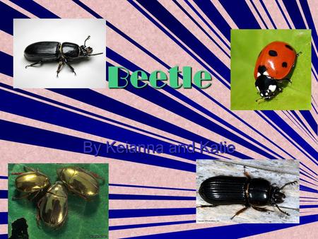 Beetle By Keianna and Katie. Contents Ladybird 3 Ladybird 3 Gold Beetle 4 Ladybird 5 Ladybird 5 Glossary 6 Glossary 6.