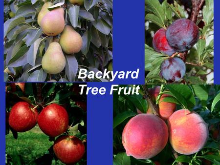 Backyard Tree Fruit. Tree Fruit: The Gardeners Challenge! Frost susceptible Pollination requirement High pest pressure –Insects, fungi, bacteria, and.