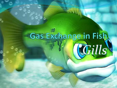Gas Exchange in Fish Gills.