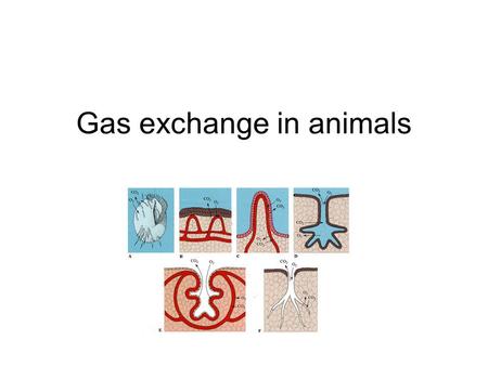 Gas exchange in animals
