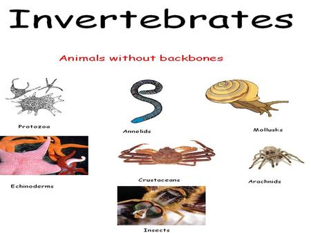 Invertebrates. Definition Sub-Kingdom of Animals Animals that do not have a  backbone at anytime during their development There are 8 major phyla of  invertebrates. - ppt download