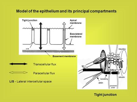Model of the epithelium and its principal compartments