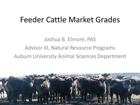 Feeder Cattle Market Grades