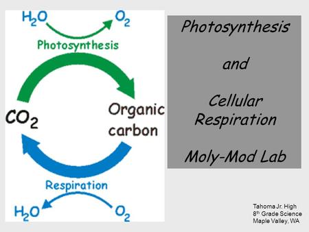 Photosynthesis and Cellular Respiration Moly-Mod Lab Tahoma Jr. High