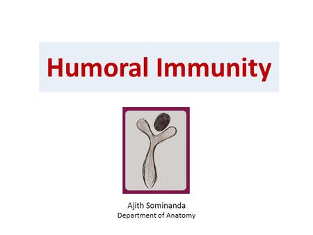 Humoral Immunity Ajith Sominanda Department of Anatomy.