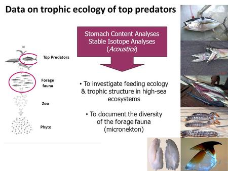 Top Predators Forage fauna Zoo Phyto Data on trophic ecology of top predators Stomach Content Analyses Stable Isotope Analyses (Acoustics) To investigate.