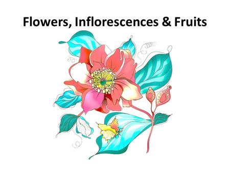 Flowers, Inflorescences & Fruits