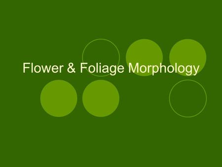 Flower & Foliage Morphology