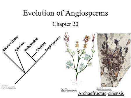 Evolution of Angiosperms