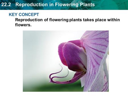Flowers contain reproductive organs protected by specialized leaves.