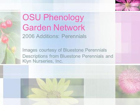 OSU Phenology Garden Network 2006 Additions: Perennials Images courtesy of Bluestone Perennials Descriptions from Bluestone Perennials and Klyn Nurseries,
