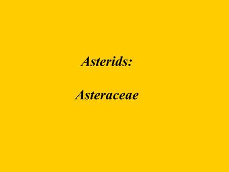 Asterids: Asteraceae.