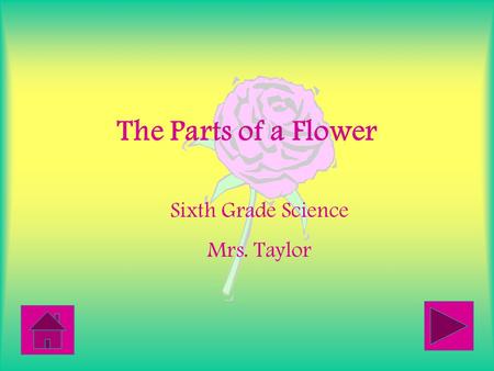 The Parts of a Flower Sixth Grade Science Mrs. Taylor.