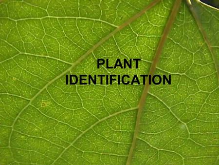 PLANT IDENTIFICATION.