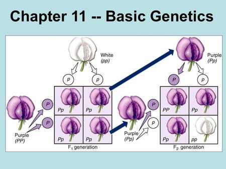 Chapter 11 -- Basic Genetics. Inheritance Gregor Mendel 1822-1884.