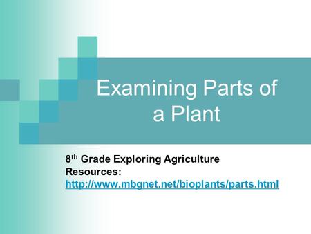 Examining Parts of a Plant