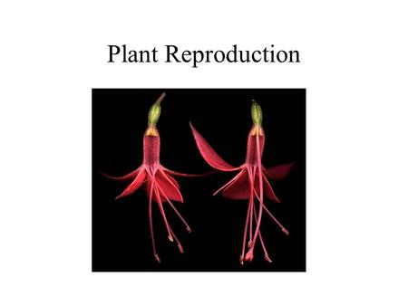 Plant Reproduction.